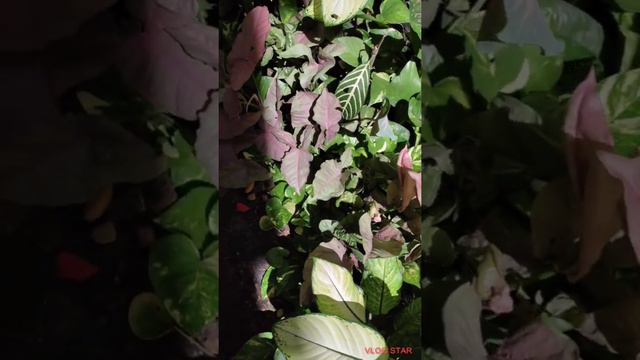 #Scenchezia #Coleus #Syngonium #caladium смотреть онлайн