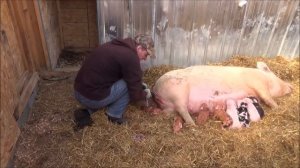 жирная свинья рожает поросят |  Милые свиньи, плачущие за молоком