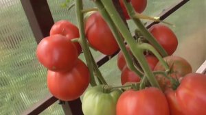 Лучшие коллекционные сорта томатов. Томат Яша Югославский. №372. Урожайный, вкусный, красивый!