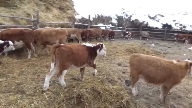 Планы рушатся. Каких телочек оставить. смотреть онлайн