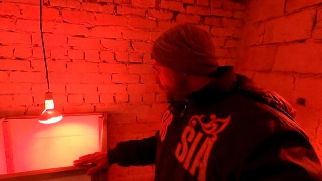 Билефельдер - оплод и вывод. Жизнь в деревне. смотреть онлайн