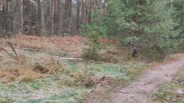 Беларусь ,учебка Печи! приехали с Графом в бывший летний парк. смотреть онлайн