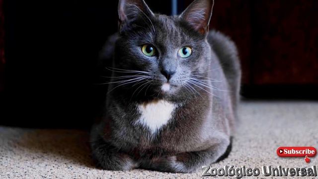 Gatos Fofos - Bichanos Na Ativa