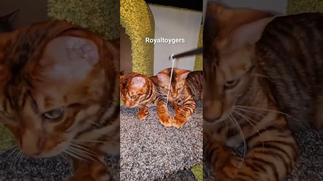 тойгеры питомник Royaltoygers смотреть онлайн