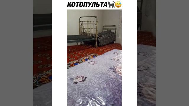 Котопульта смотреть онлайн