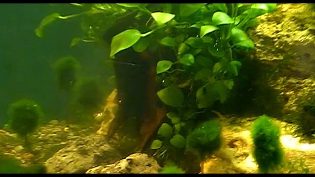 #Aquarium. Утренний туман. Креветочник. смотреть онлайн