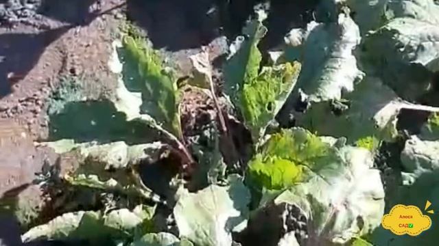 ВЫПУСК 30: Как вырастить крупный лук ? смотреть онлайн