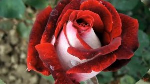 КРАСОТА РОЗЫ СОРТА ОСИРИЯ