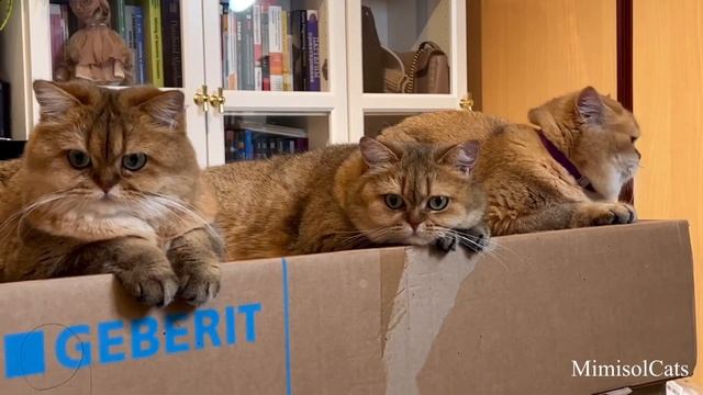 Британские золотые кошки Мимисольки: от рассвета до заката. MimisolCats смотреть онлайн