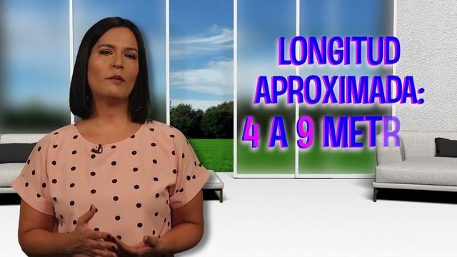 Limpiador con vapor: Ventajas y desventajas. Ellen Te Dice. Consejos del Hogar смотреть онлайн