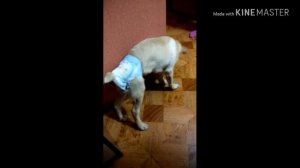 Одели собаке подгузник!?