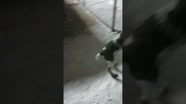 #дратхаар #захар сегодня 4месяца🐕🎂🎉#зима смотреть онлайн