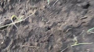 Белый Ялтинский лук. Такой бывает? Обман? Все от посева семян до уборки и дегустации в одном видео.