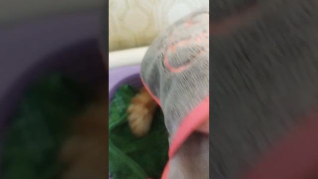 Супервпитывающее полотенце Гринвей для животных смотреть онлайн