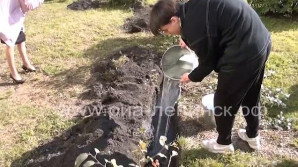 Живая изгородь из спиреи