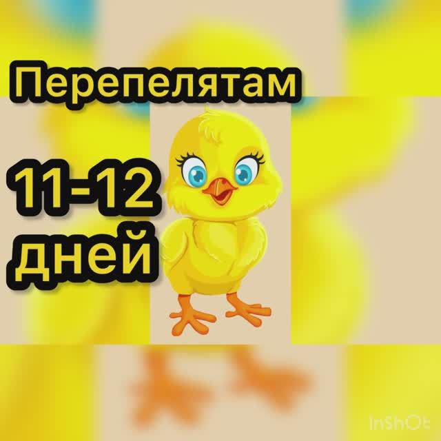 Перепелятам 11-12 дней смотреть онлайн