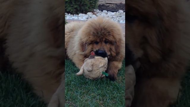 Белый екарь Ямогуч - 6 мес. Тибетский мастиф. смотреть онлайн