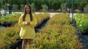 БАРБАРИС ПОСАДКА И УХОД. Барбарис Тунберга и его сорта