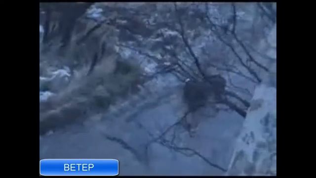 Песня Ветер северный, умеренный до сильного  Голубые гитары