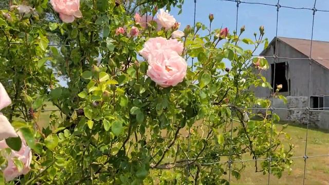 Rose 'New Dawn' // Outstanding, Repeat Flowering CLIMBING Rose For Walls, Arches, Fences & Pergolas смотреть онлайн