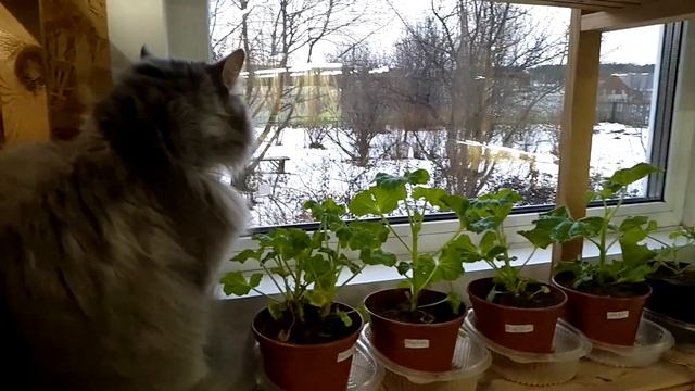 Удобрение пеларгоний Основные правила смотреть онлайн