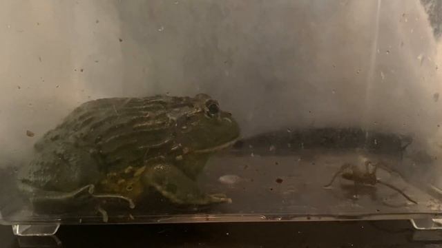 Wolf Spider verse pixie frog смотреть онлайн