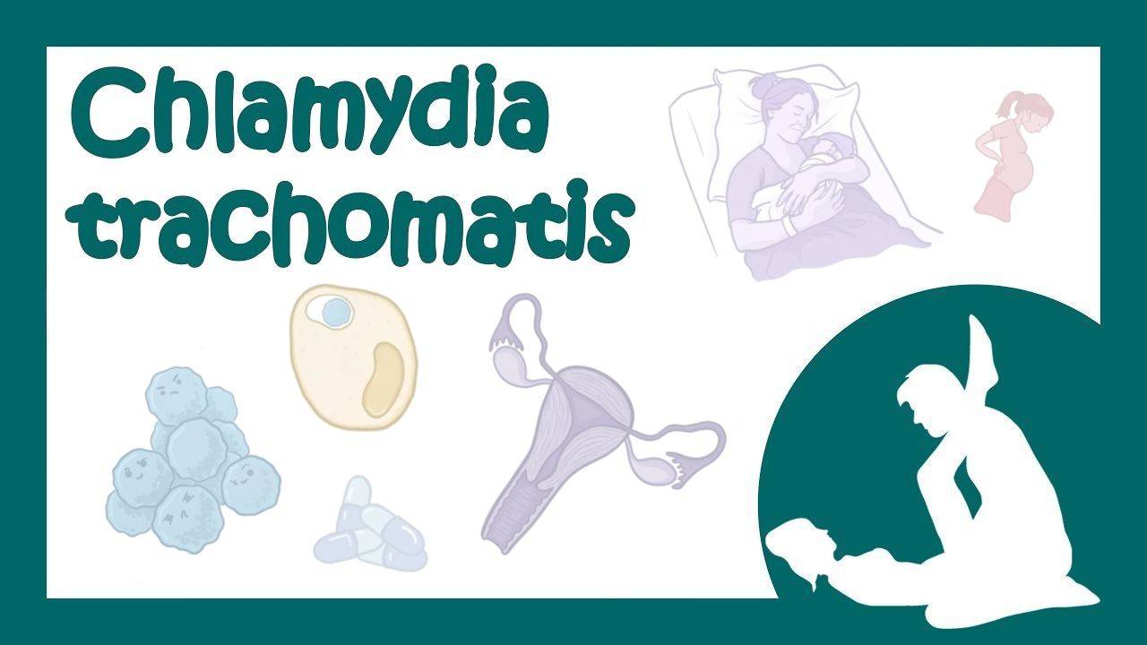 Chlamydia trachomatis (хламидия, хламидиоз) - причины, симптомы, лечение (микробиология лекция) смотреть онлайн