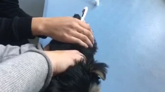 Первая вакцинация щенкам йорка ,8 недель!!! смотреть онлайн