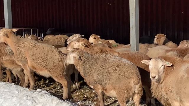 Катумские бараны зимовка под навесом. смотреть онлайн