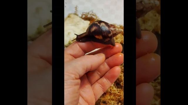 Как растут улитята от 0 - 6 месяцев. #ахатины #улитки #африканскаяулитка #ахатинафулика