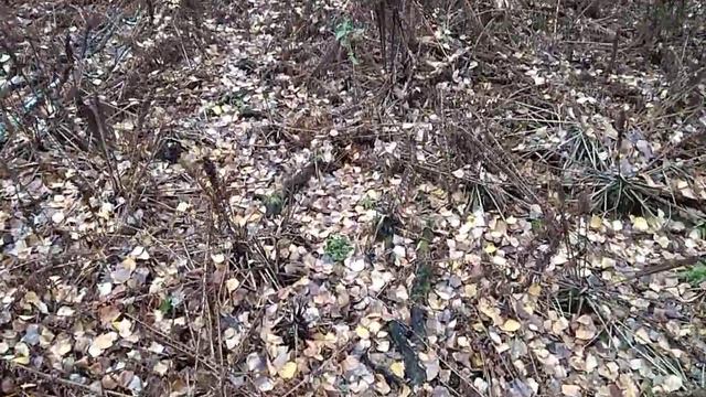 ПЕСЧАНЫЕ горы и их Удивительная природа! ! Такими Разными ПаПоРоТнИкИ становятся осенью! ! ! смотреть онлайн