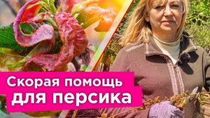 НА ПЕРСИКЕ КУРЧАВОСТЬ ЛИСТЬЕВ И КАМЕДЕТЕЧЕНИЕ? Вот как можно еще спасти дерево!