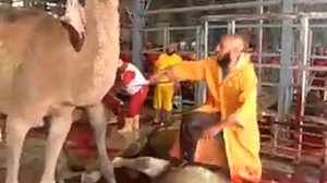 Верблюды на бойне (перерезают горло верблюдам, слабонервным не смотреть)