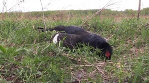 Охота на тетерева с луком