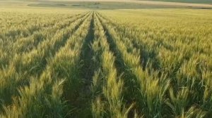 ЕЩЁ раз о низкиз нормах посева оз.пшеницы . No-till 11.06.2020