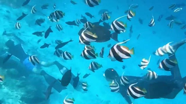 Авторский тур на Мальдивы @maldives_mom_baby смотреть онлайн