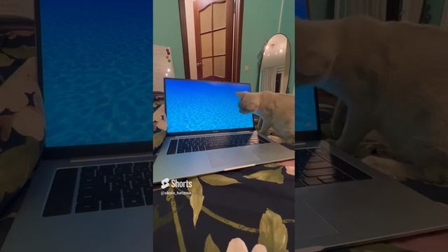 Даже кот на рыбалке и ловит рыбу! Игра для настоящих котов-рыбаков!