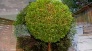 туя западная на штамбе