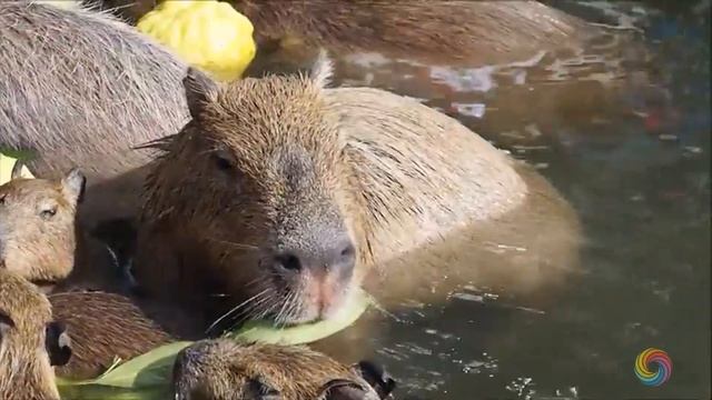 Большой, самый дружелюбный и невозмутимый зверь! Как звучит капибара смотреть онлайн
