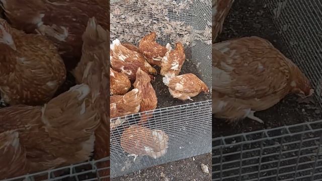 покупаем кур на дачу #дача#лето смотреть онлайн