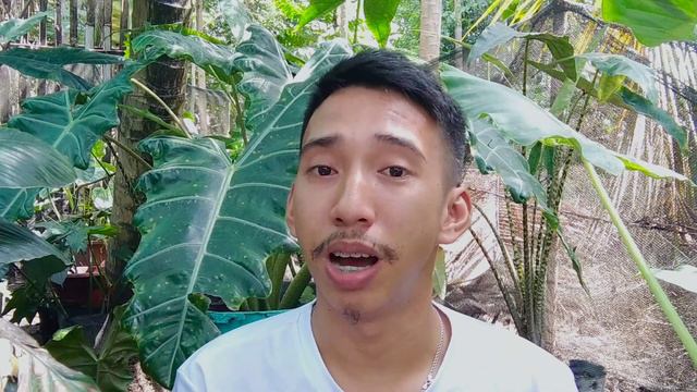 5 WORST PROBLEMS I EXPERIENCED WITH ALOCASIA PLANTS смотреть онлайн