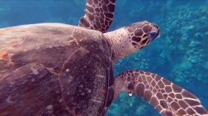 Deva Premal - Gayatri Mantra