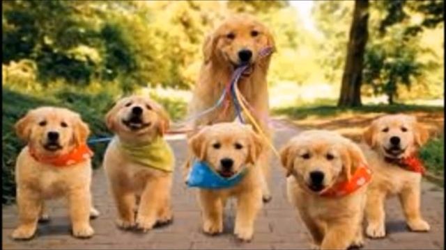 Воспитание хороших манер у собаки | Габон Барон |Дрессировка собак смотреть онлайн