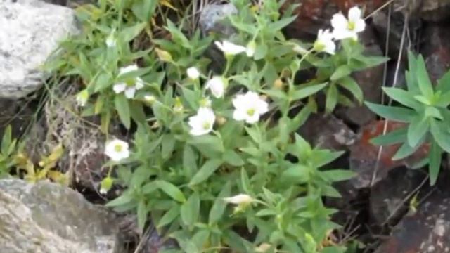 Бикмеева - Авто-пеший поход от Уфы до истоков Енисея, Байкал справа, слева Уфа