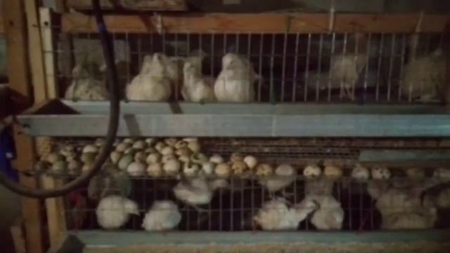 Инкубация бройлеров / вывод цыплят бройлеров кобб 500