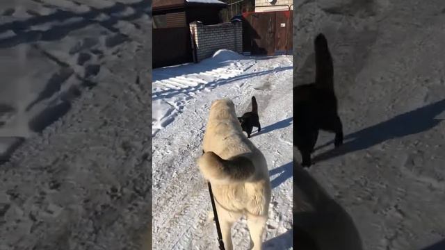 СТУКНУЛИСЬ И РАЗОШЛИСЬ смотреть онлайн