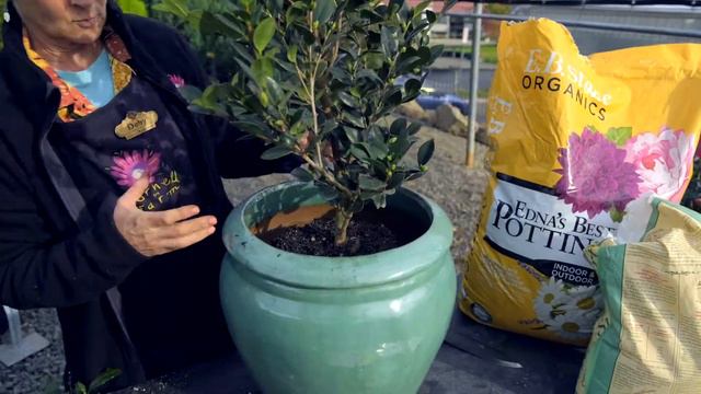 Potting a Camellia with Deby смотреть онлайн
