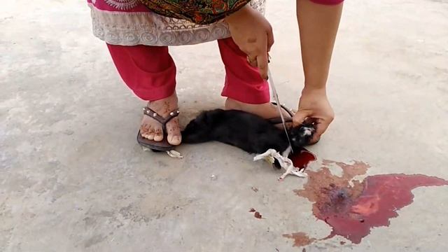 Rabbit black color Butcher by women | Rabbit slaughter by women смотреть онлайн