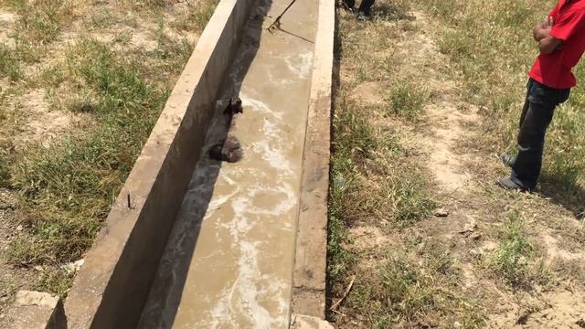 овцы Сарыагаш смотреть онлайн