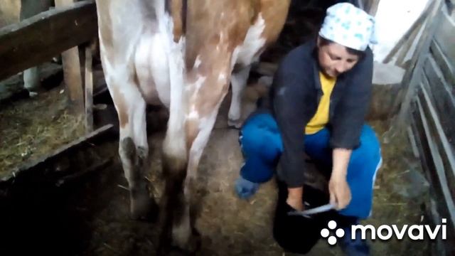 Вечерняя дойка от и до. Первая партия. смотреть онлайн